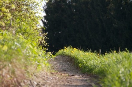 Oberallgäu:  (Obergünzburg)