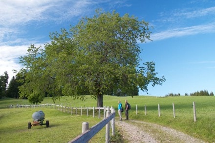 Oberallgäu:  (Niedersonthofen)