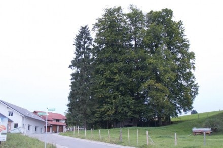 Oberallgäu: Grotte (Wertach)