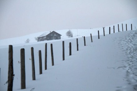 Oberallgäu: Schönsreuthe Alpe (Immenstadt)