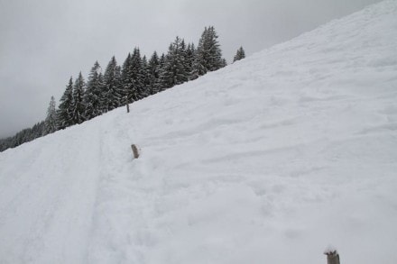 Oberallgäu: Von der Buchelalpe auf das Wertacher Hörnle (Oberjoch)