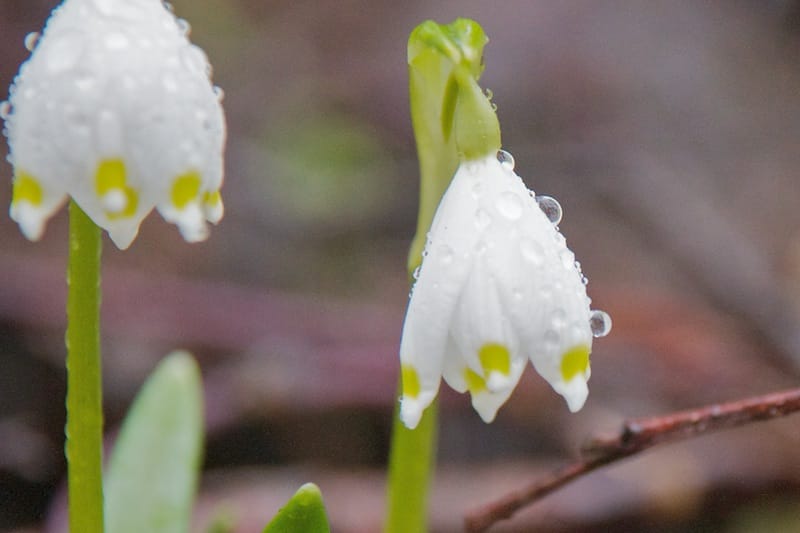 Von der Gunzesrieder Säge durch den Ostertaltobel  (Gunzesried - Oberallgäu / 2012) Von der Gunzesrieder Säge durch den Ostertaltobel  (Gunzesried - Oberallgäu / 2012)