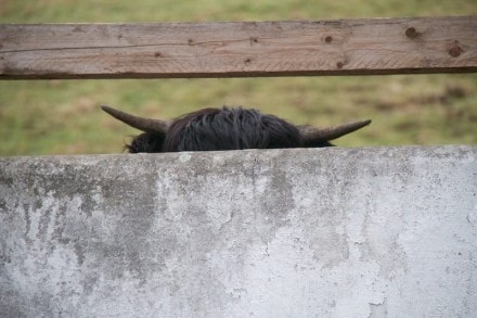 Oberallgäu: Von der Gunzesrieder Säge durch den Ostertaltobel  (Gunzesried)