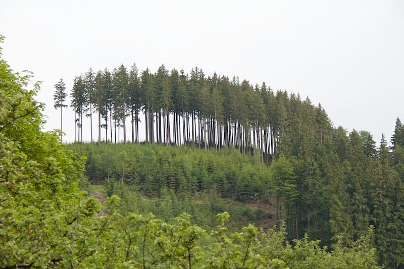 Von Wengen aus auf den Schwarzer Grat zum Raggenhorn (Wengen - Oberallgäu / 2012)