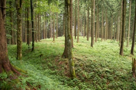 Unterallgäu: Schanze Walkenberg (Schmidsfelden)