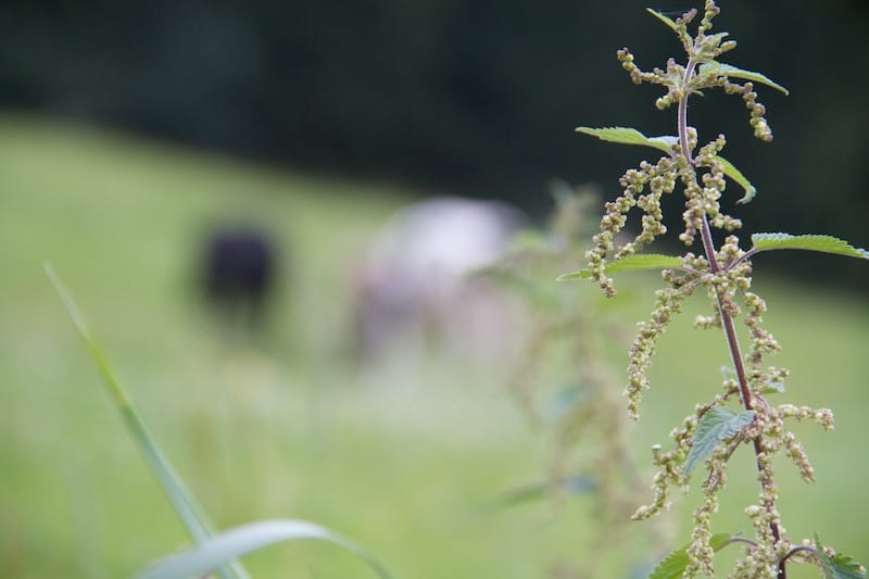 Über den Heinrichweg H2 zur Burgruine Sulzberg und zur keltische Fliehburg (Sulzberg - Oberallgäu / 2012) Über den Heinrichweg H2 zur Burgruine Sulzberg und zur keltische Fliehburg (Sulzberg - Oberallgäu / 2012)