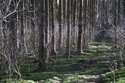 Oberallgäu: Von der Gräbelesmühle zur Illersteilwand und Illerweg  (Kempten)