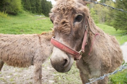 Oberallgäu: Tour (Sonthofen)