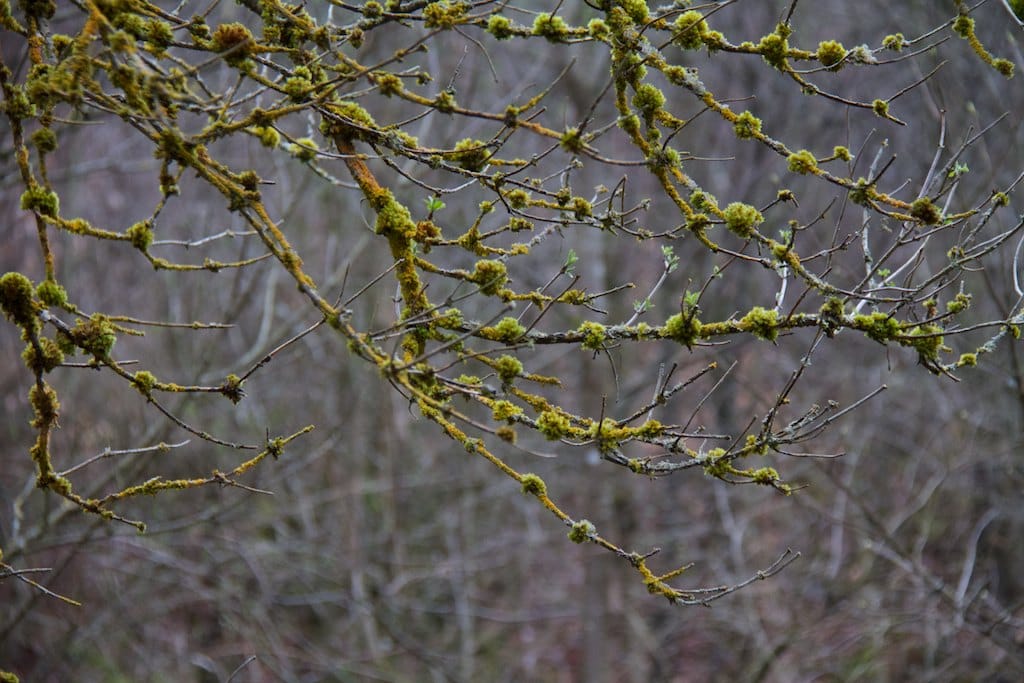 Verschiedene Höhlen am Weiherberg bei Christgarten (Nördlingen - Nördlinger Ries / 2013) Verschiedene Höhlen am Weiherberg bei Christgarten (Nördlingen - Nördlinger Ries / 2013)