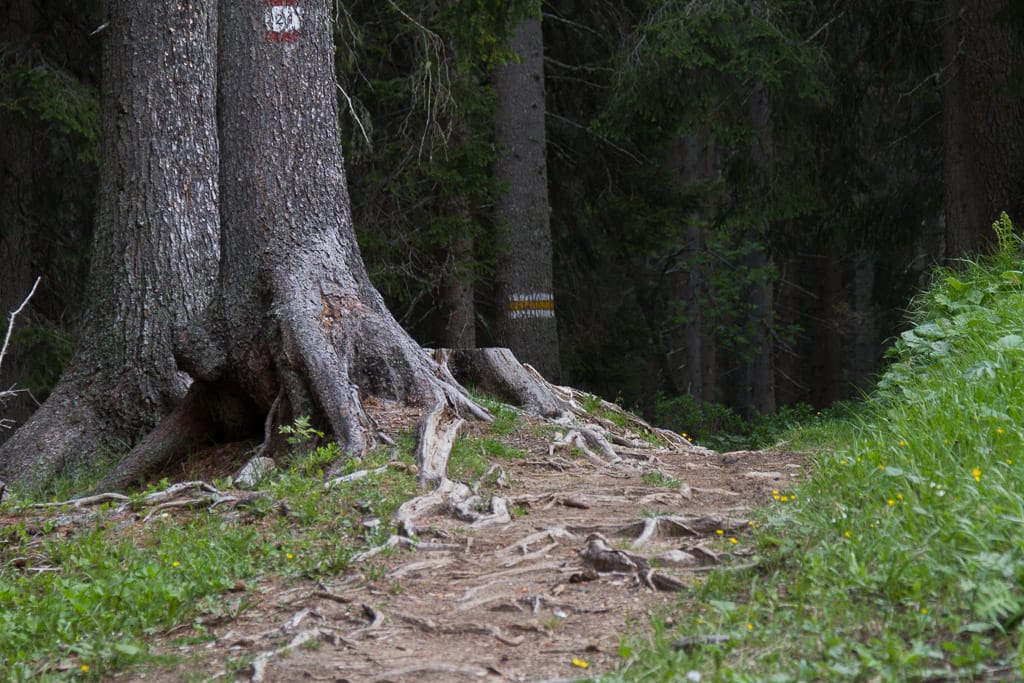 Vom Karerpass zum Labyrinthsteig am Latemar (Tiers - Südtirol / 2013)