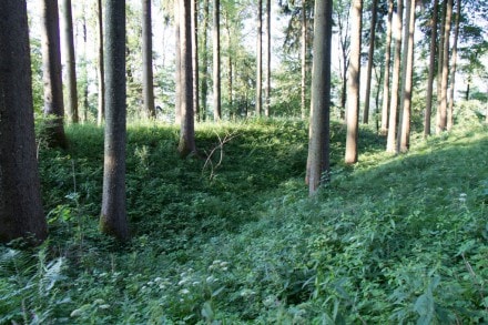 Unterallgäu: Hohenrain (Bad Grönenbach)