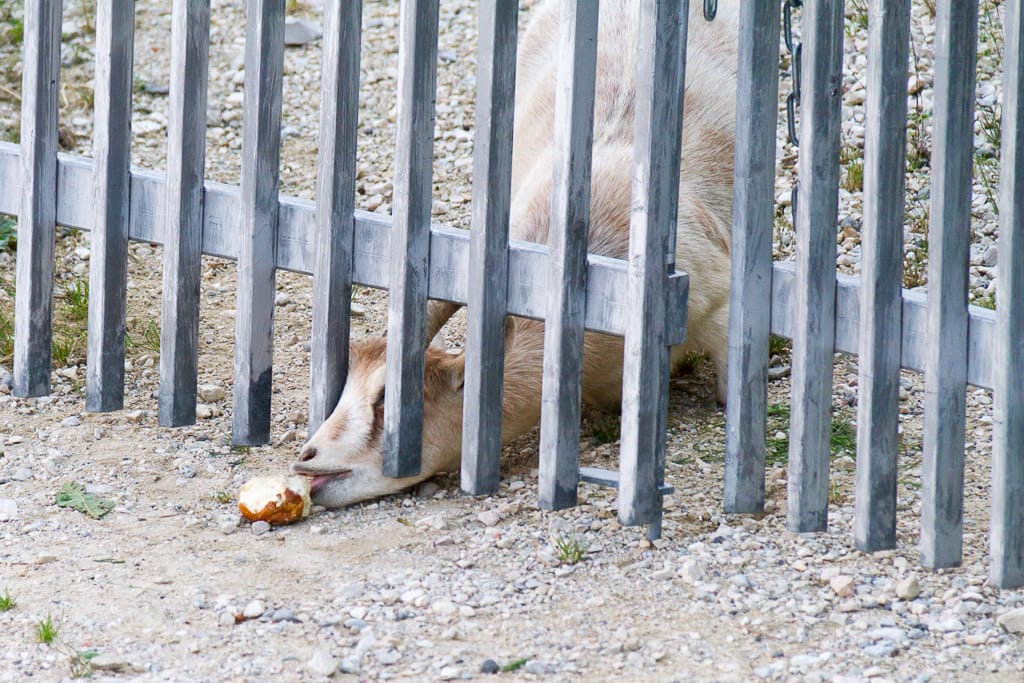 Von Neuffen aus auf die Burg Hohenneuffen (Neuffen - Esslingen / 2013)