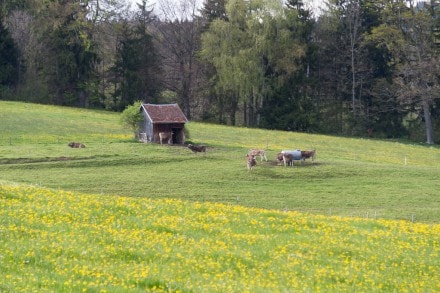 Das Werdensteiner Moos und die Burgruine Werdenstein