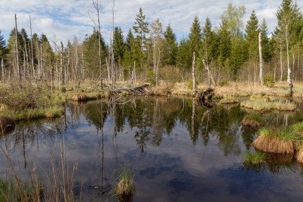 Oberallgäu:  (Immenstadt)