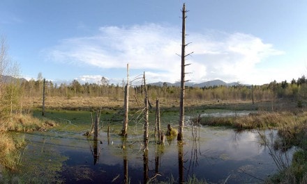 Oberallgäu: Werdensteiner Moos (Immenstadt)