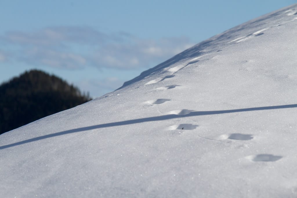 Von Jungholz aus zur Stubental Alpe, Pfeifferberg und zur Reuterwanne (Jungholz - Tirol / 2014)