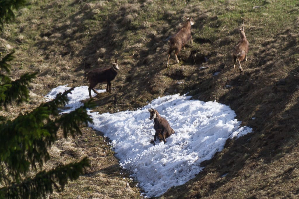 Wandertour zum Großer Hirschberg und Spieser (Sonthofen - Oberallgäu / 2014)