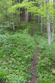 Unterallgäu: Burgruine Liebenthann (Obergünzburg)