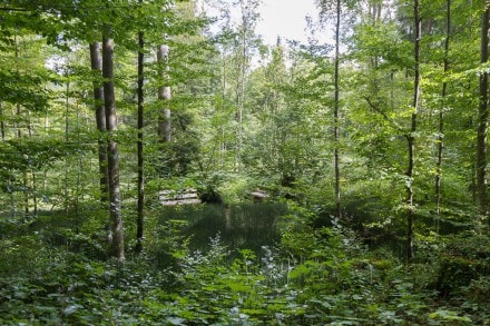 Die Teufelsküche (Geotop Nr. 43) und Burgstall Liebenthann