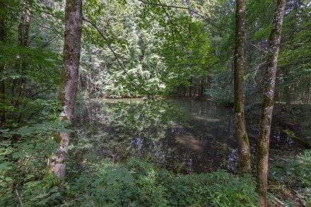 Unterallgu: Waldsee (Obergnzburg)