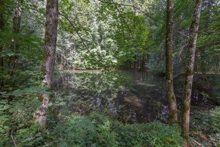 Unterallgäu: Waldsee (Obergünzburg)