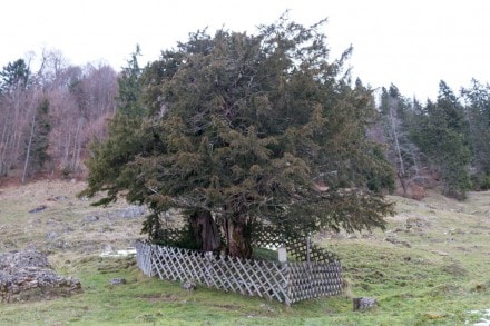 Westallgäu: 2000 jährige Eibe bei Balderschwang (Balderschwang)