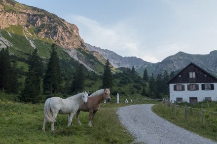 Tannheimer Tal: Älpele Alpe (Tannheim)