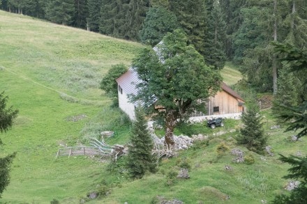 Oberallgu: Untere lple/Elbe-Alpe (Hinterstein)