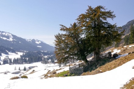 Westallgäu: 2000 jährige Eibe bei Balderschwang (Balderschwang)