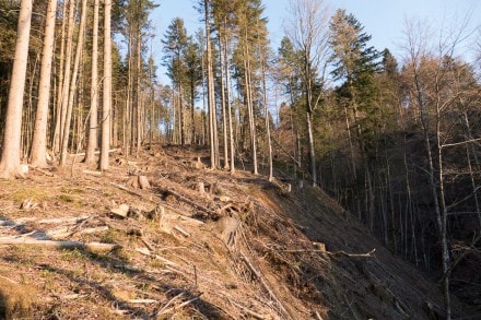 Oberallgäu: Romantischer Waldweg zu den Alphütten (Oberstaufen)