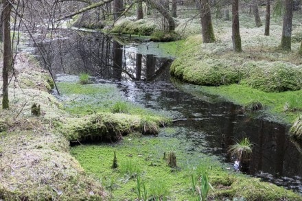 Oberallgäu: Reicholzrieder Moos (Kempten)