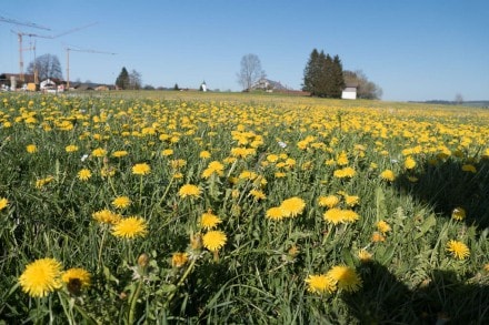 Oberallgäu: Tour (Dietmannsried)