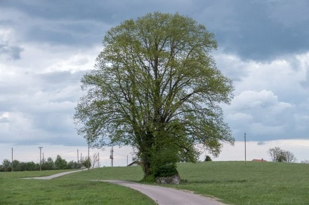 Oberallgäu: Wegkreuz von Luiblings (Findling) (Altusried)