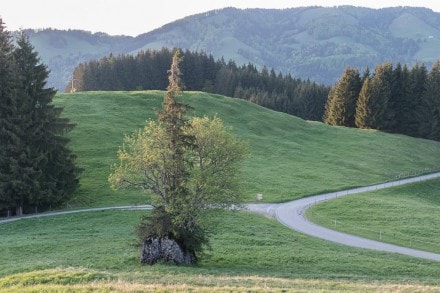Oberallgu: Findling (Oberstaufen)