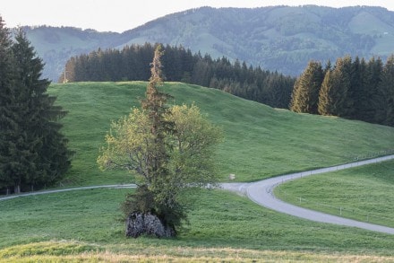 Oberallgäu: Findling (Oberstaufen)