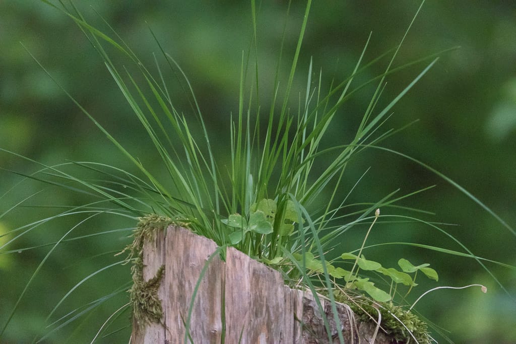 Lingenau - Lehrpfad Quelltuff - mit 57m Hängebrücke (Lingenau - Voralberg / 2015)
