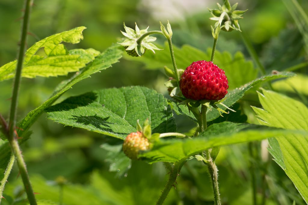 Lingenau - Lehrpfad Quelltuff - mit 57m Hängebrücke (Lingenau - Voralberg / 2015)
