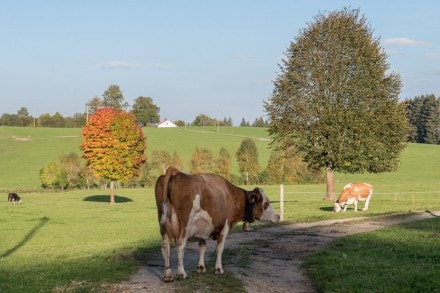 Oberallgäu: Tour (Altusried)