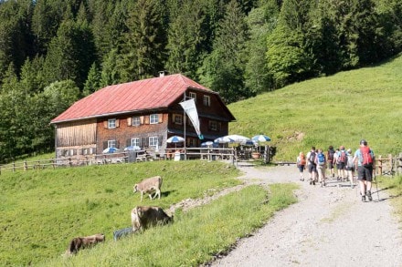 Oberallgäu: Untere Richteralpe (1.161m) (Obersdorf)