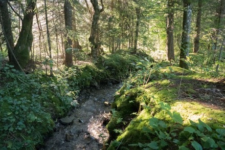 Oberallgäu: Alpsteigtobel (Oberjoch)