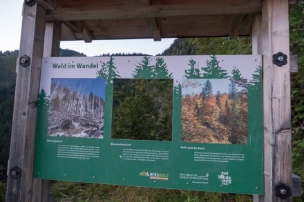 Oberallgu: Wald im Wandel (Oberjoch)