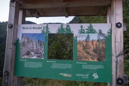 Oberallgäu: Wald im Wandel (Oberjoch)