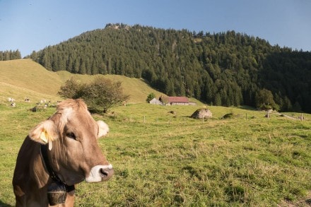 Oberallgäu:  (Immenstadt)