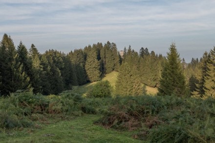 Oberallgäu:  (Diepolz)