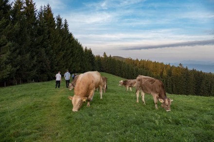 Oberallgäu: Tour (Diepolz)