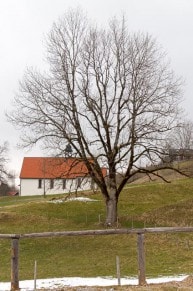 Von Reichenbach aus, auf den Schnippenkopf