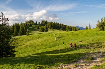 Oberallgäu: Tennenmooskopf (Gunzesried)