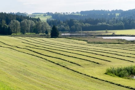 Oberallgäu: Herrenwieser Weiher (Kempten)