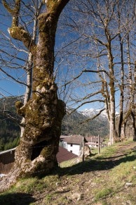 Die Krinnenspitze
