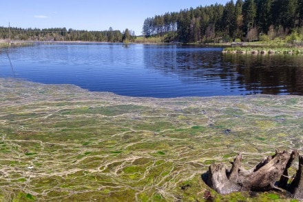 Westallgäu: Herbisweiher (Isny)